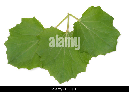 Feuilles de plante médicinale Tussilage Tussilago farfara Banque D'Images