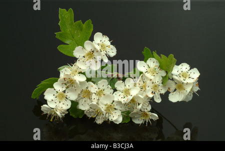 Palnt médicinaux de près de l'Aubépine commune de fleurs communément connu sous le nom de mai ou mayblossom Crataegus Banque D'Images