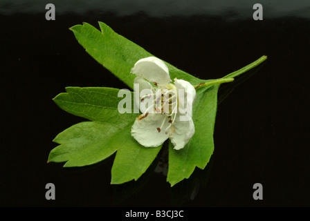 Palnt médicinaux de près de l'Aubépine commune de fleurs communément connu sous le nom de mai ou mayblossom Crataegus Banque D'Images