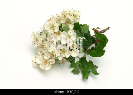 Palnt médicinaux de près de l'Aubépine commune de fleurs communément connu sous le nom de mai ou mayblossom Crataegus Banque D'Images