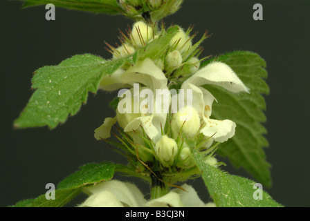 Plante médicinale Lamium album White Deadnettle Banque D'Images