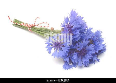 Bleuet Centaurea cyanus Plantes médicinales Banque D'Images