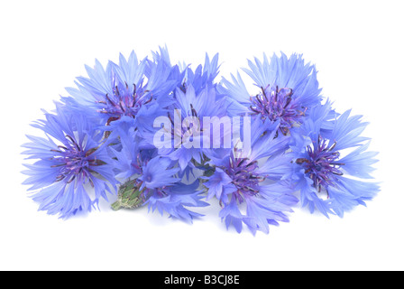 Bleuet Centaurea cyanus Plantes médicinales Banque D'Images