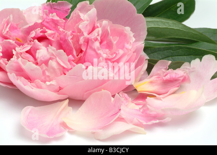 Pivoine Paeonia officinalis plante médicinale Banque D'Images
