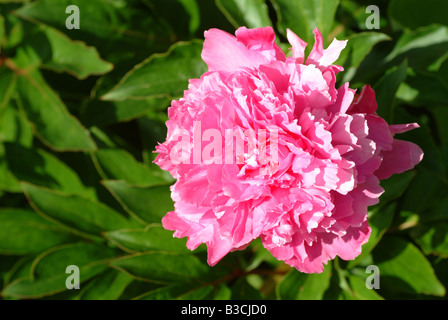 Pivoine Paeonia officinalis plante médicinale Banque D'Images