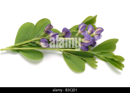 Bleu de plantes médicinales sauvages Indigo indigo Baptisia australis Banque D'Images