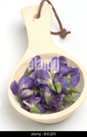 Bleu de plantes médicinales sauvages Indigo indigo Baptisia australis Banque D'Images