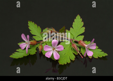 Plante médicinale Herb Robert Red Robin Geranium robertianum Banque D'Images