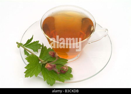 Thé médicinal fait d'eau et de fleurs fraîches Benoîte de tasse de thé herb plante médicinale Cariofillata dei rivière te Banque D'Images