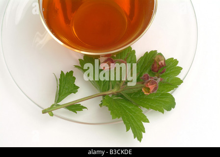 Thé médicinal fait d'eau et de fleurs fraîches Benoîte de tasse de thé herb plante médicinale Cariofillata dei rivière te Banque D'Images