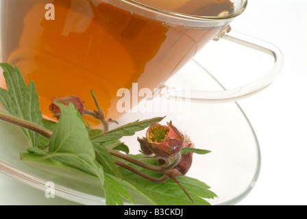 Thé médicinal fait d'eau et de fleurs fraîches Benoîte de tasse de thé herb plante médicinale Cariofillata dei rivière te Banque D'Images