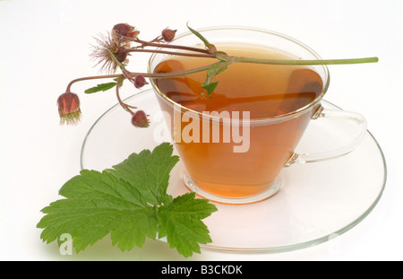 Thé médicinal fait d'eau et de fleurs fraîches Benoîte de tasse de thé herb plante médicinale Cariofillata dei rivière te Banque D'Images