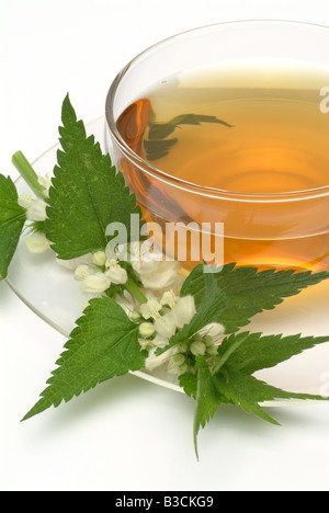 Faite de thé médicinal lamier blanc pièces fraîches et tasse de thé herb plante médicinale Falsa ortica bianca te Banque D'Images
