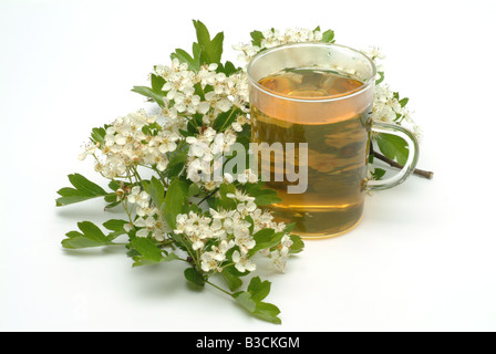 Faite de thé médicinal aubépine commune pièces fraîches et tasse de thé herb plante médicinale Biancospino comune te Banque D'Images