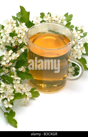 Faite de thé médicinal aubépine commune pièces fraîches et tasse de thé herb plante médicinale Biancospino comune te Banque D'Images