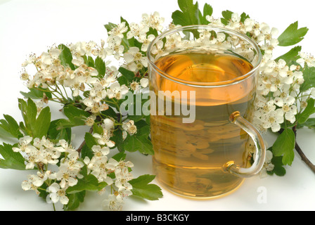 Faite de thé médicinal aubépine commune pièces fraîches et tasse de thé herb plante médicinale Biancospino comune te Banque D'Images