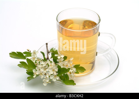 Faite de thé médicinal aubépine commune pièces fraîches et tasse de thé herb plante médicinale Biancospino comune te Banque D'Images