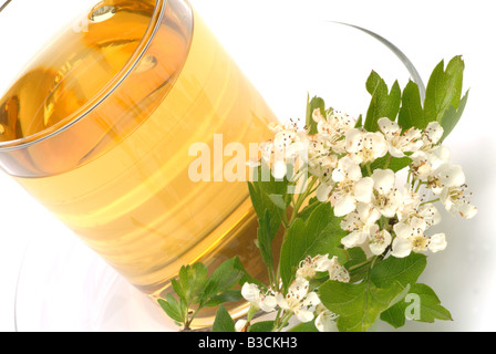 Faite de thé médicinal aubépine commune pièces fraîches et tasse de thé herb plante médicinale Biancospino comune te Banque D'Images