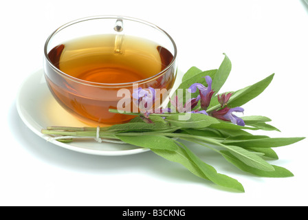 Salbeitee Sagetea infuso di thé sage salvia salvia salvia Salvia officinalis domestica Banque D'Images