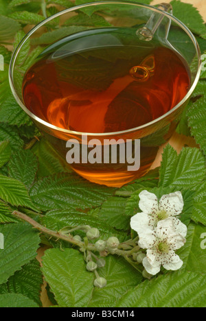 Herbtea formés de feuilles et fleurs de l'billberry ou blueberry Vaccinium myrtillus corymbosum Mirtillo fogiia Banque D'Images