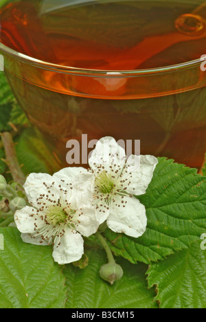 Herbtea formés de feuilles et fleurs de l'billberry ou blueberry Vaccinium myrtillus corymbosum Mirtillo fogiia Banque D'Images