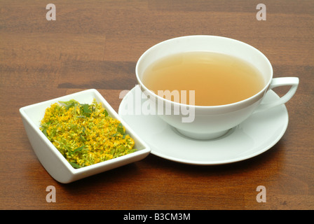 De fait herbtea Solidago Solidago virgaurea verge d'or Solidago canadensis Banque D'Images