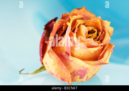 Withered rose blossom, Close up Banque D'Images