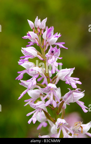 Orchidée militaire Orchis militaris, orchidée, Banque D'Images