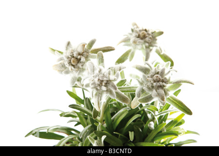 Les fleurs d'Edelweiss (Leontopodium alpinum) Banque D'Images