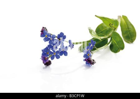 Forget-me-not (Myosotis sylvatica), elevated view Banque D'Images