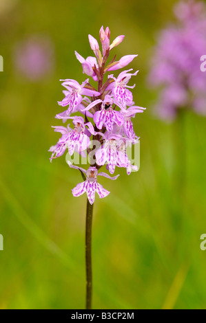 Dactylorhiza fuchsii, orchidée terrestre, Auvergne, France Banque D'Images