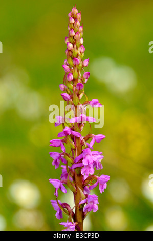 Orchidée parfumée, Gymnadenia conopsea Banque D'Images