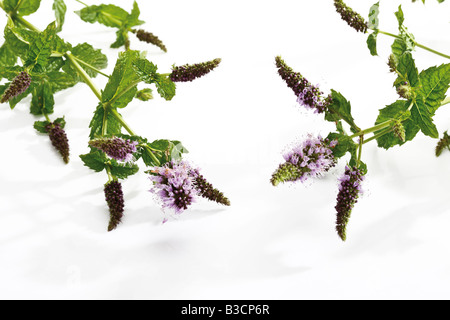 Fleurs de menthe poivrée ( Mentha x piperita)( Banque D'Images