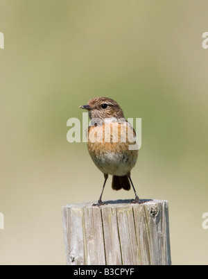 Saxicola torquata stonechat femelle sur piquet - UK Banque D'Images