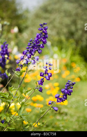 Blooming Delphiniums en Hemingford Grey Manor garden Cambridgeshire Banque D'Images