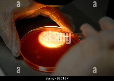 Placer sur un embryon embryologiste Boîte de culture au cours du processus de vitrification à la clinique de fertilité dans centre médical Sheba, à Tel Hashomer, Israël Banque D'Images