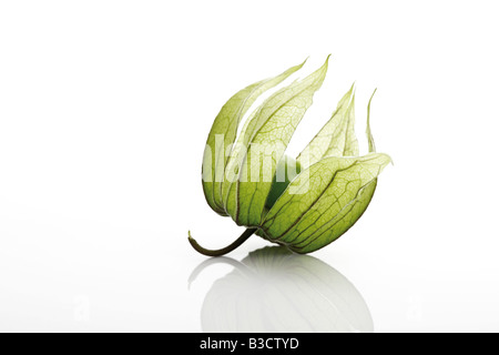 Fruit non mûr Physalis peruviana (Physalis), close-up Banque D'Images