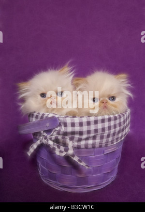 Deux chatons himalayen Flame point mignon dans un panier sur fond violet Banque D'Images