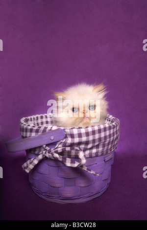 Point de flamme Cute chatons himalayen dans un panier sur fond violet Banque D'Images