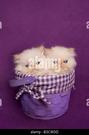 Deux chatons himalayen Flame point mignon dans un panier sur fond violet Banque D'Images