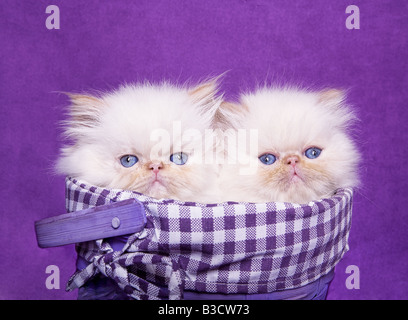 Deux chatons himalayen flame point mignon en violet panier vichy vérifié sur fond violet Banque D'Images