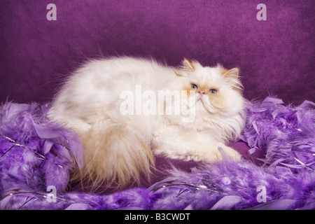 Beau point de flamme Himalayan cat allongé sur fond violet avec lavande plume boa Banque D'Images