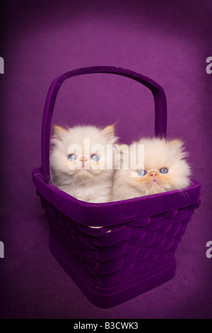 Deux chatons himalayen Flame point mignon dans un panier sur fond violet Banque D'Images