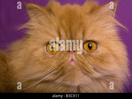 Portrait de chat Persan rouge sur fond violet Banque D'Images