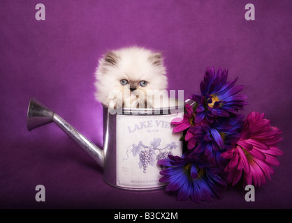 Point chaton mignon torti himalayen dans arrosoir avec fleurs sur fond violet Banque D'Images