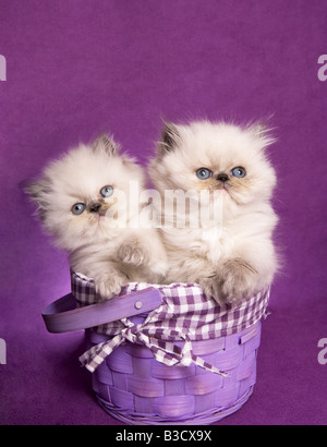 Deux mignons chatons himalayen Tortie point dans un panier sur fond violet Banque D'Images