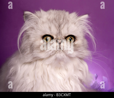 Chat persan Silver sur fond violet et violet plume boa Banque D'Images