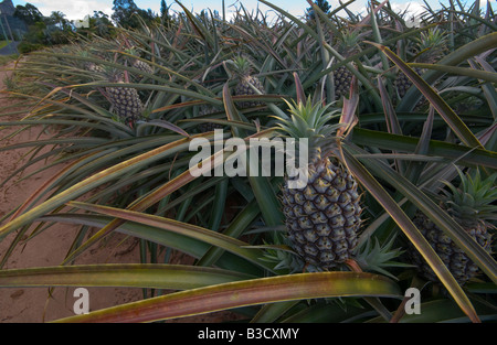 De plus en plus l'ananas dans le Queensland en Australie Banque D'Images