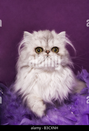 Chat persan Silver sur fond violet et violet plume boa Banque D'Images