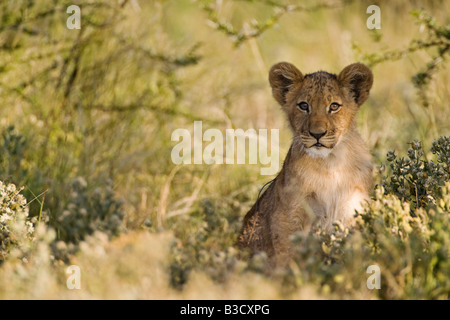 Afrique du Sud, le Botswana, l'African Lion cub (Panthera leo) Banque D'Images